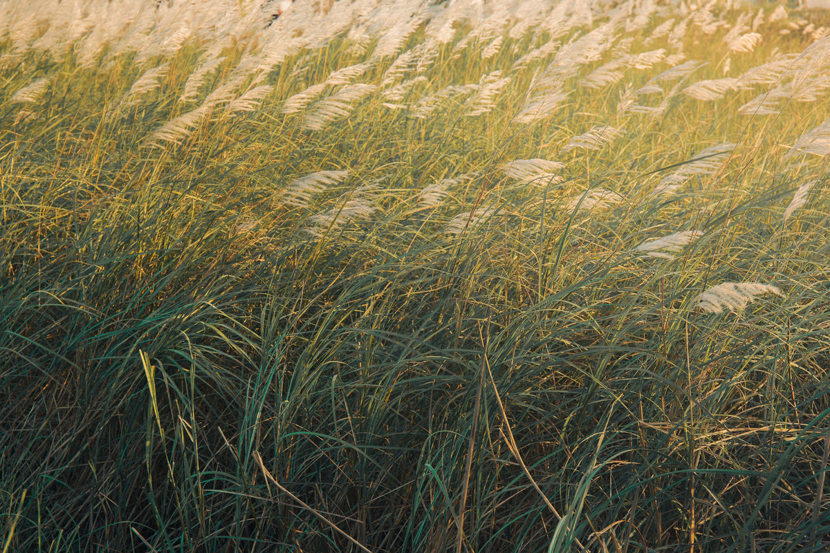 Niagara Falls Switch Grass (Panicum virgatum 'Prairie Winds Niagara Falls') - 3 Live Starter Plants in 1 Qt Pots