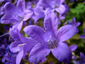 Birch Hybrid Bellflower Campanula ‘Birch Hybrid’ - 1 Live Plant in 4-Inch Pot