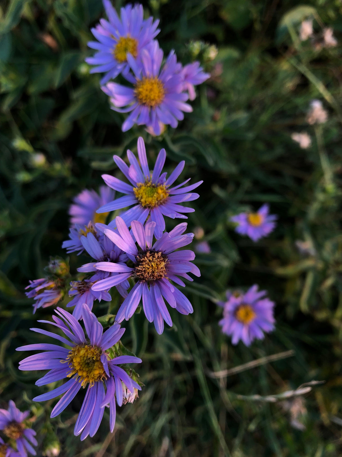 Little Carlow Aster - 3 Rooted Starter Plants in 1 Qt Pots