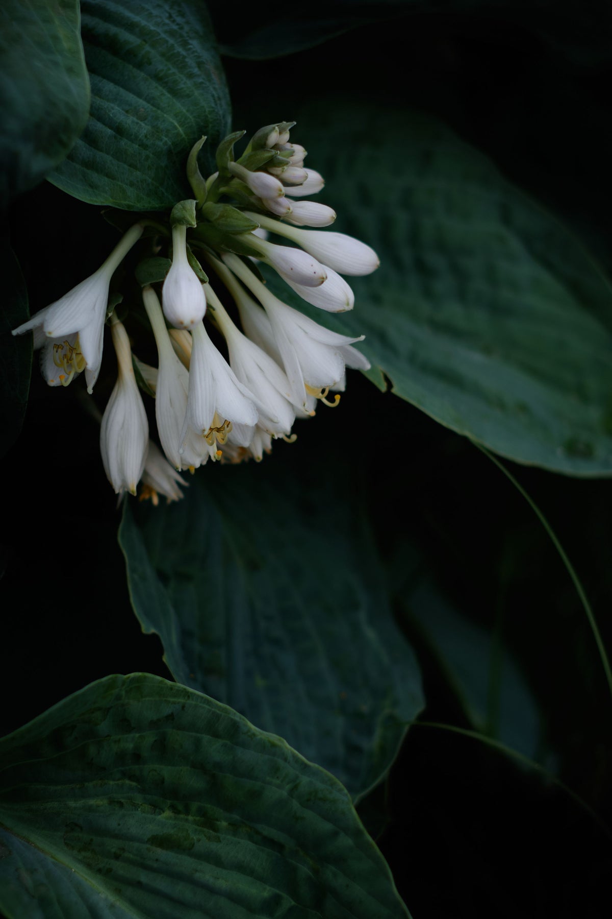 Empress Wu Hosta Live Plants - 2 Rooted Starters in 1 Qt Pots
