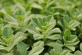 Sweetleaf Stevia Live Rooted Plant - 6-8 Inch Stevia rebaudiana Starter Plant