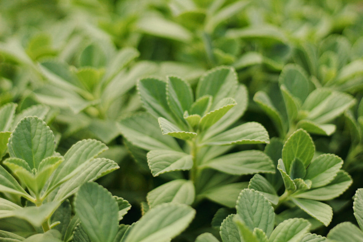Sweetleaf Stevia Live Rooted Plant - 6-8 Inch Stevia rebaudiana Starter Plant