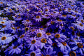 Brasco Violet Swan River Daisy (Brachyscome) – 4-Inch Live Plant