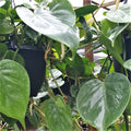 Philodendron Cordatum Heartleaf Rooted Cutting – Live Houseplant
