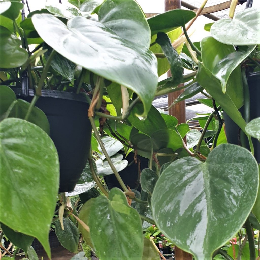 Philodendron Cordatum Heartleaf Rooted Cutting – Live Houseplant