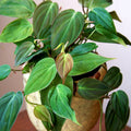 Philodendron Micans Velvet Leaf | Rooted Starter Plant, Bareroot, Easy Care