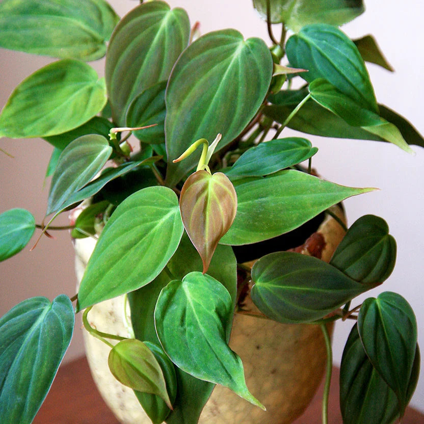 Philodendron Micans Velvet Leaf | Rooted Starter Plant, Bareroot, Easy Care