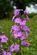 Sweet William Bulbs (Phlox maculata) - 10 Live Bulbs / Bare Root Perennial for Pollinator Gardens