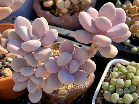 Pink Moonstone Pachyphytum oviferum Bare Root Succulent (Pachyphytum Oviferum) – 1 Bare Root