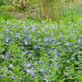 10 Rooted Vinca Major Cuttings - Live Periwinkle Ground Cover 5-10"