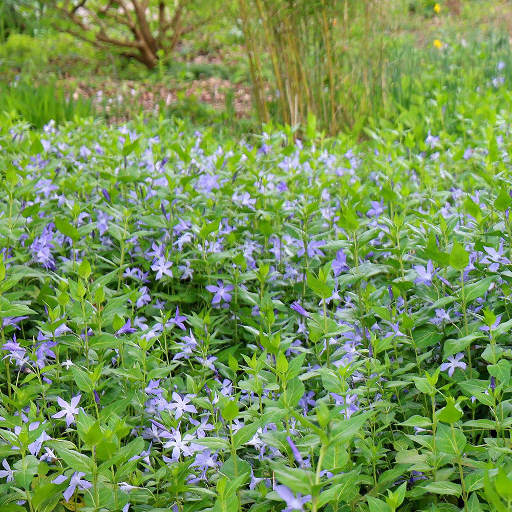 10 Rooted Vinca Major Cuttings - Live Periwinkle Ground Cover 5-10"