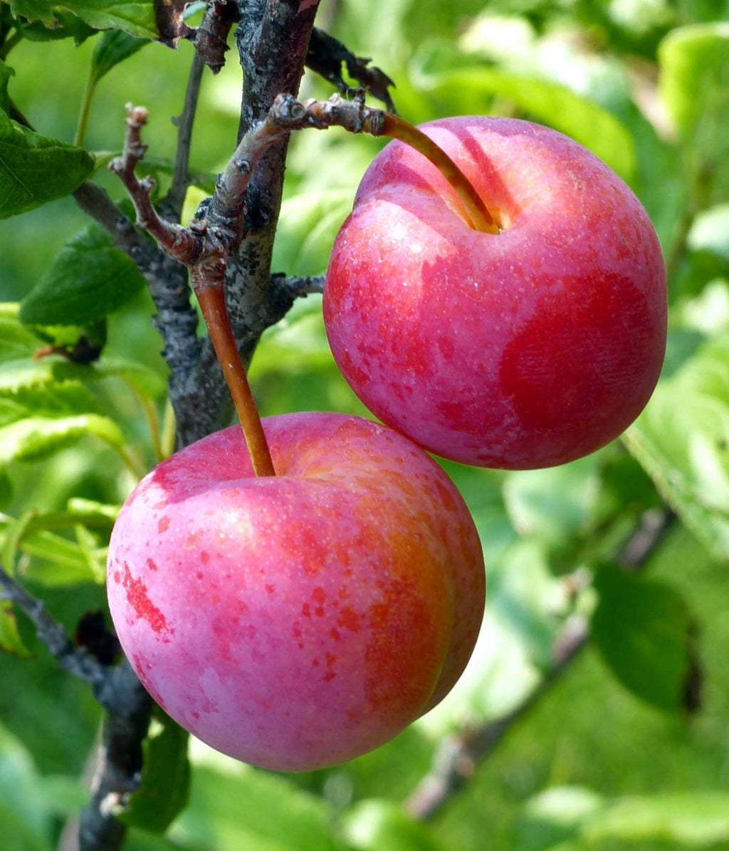 6 Organic Plum Tree Cuttings | Unrooted Prunus domestica or salicina for Grafting or Rooting