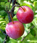 6 Organic Plum Tree Cuttings | Unrooted Prunus domestica or salicina for Grafting or Rooting
