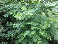 Katuk Cuttings (Unrooted) – Sauropus androgynus (Sweet Leaf) 8x 5-Inch