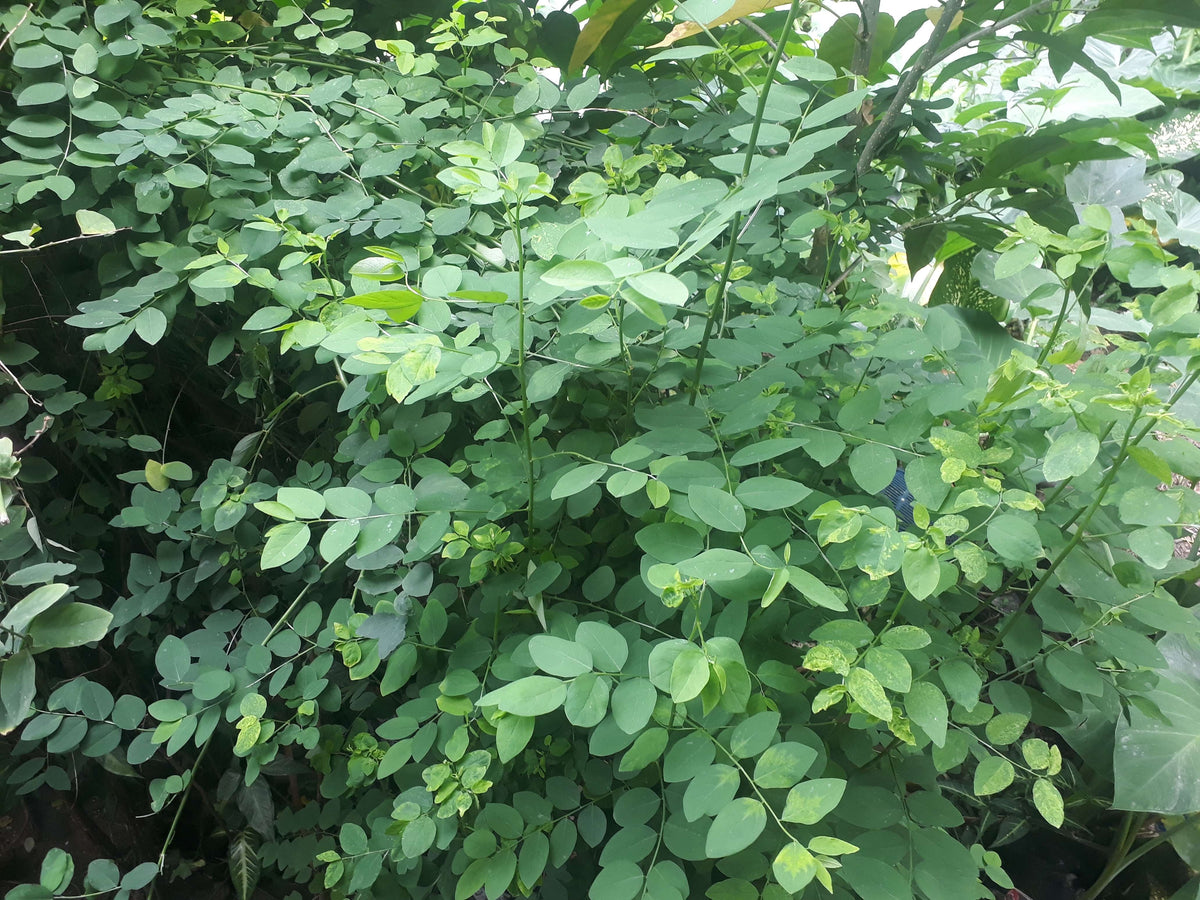 Katuk Cuttings (Unrooted) – Sauropus androgynus (Sweet Leaf) 8x 5-Inch