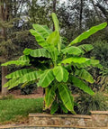 Musa basjoo Banana – Cold Hardy Ornamental Banana, Bare Root Starter