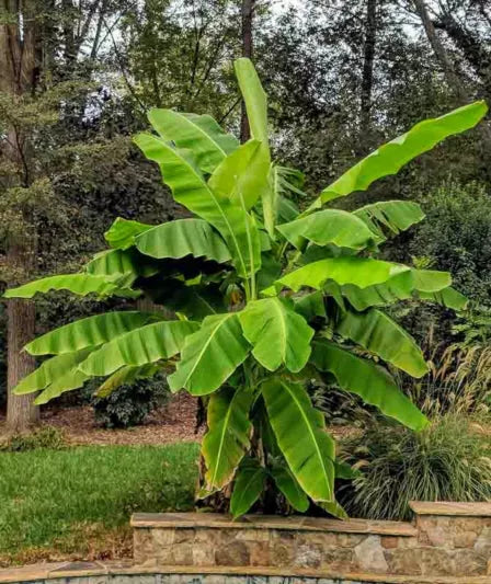Musa basjoo Banana – Cold Hardy Ornamental Banana, Bare Root Starter