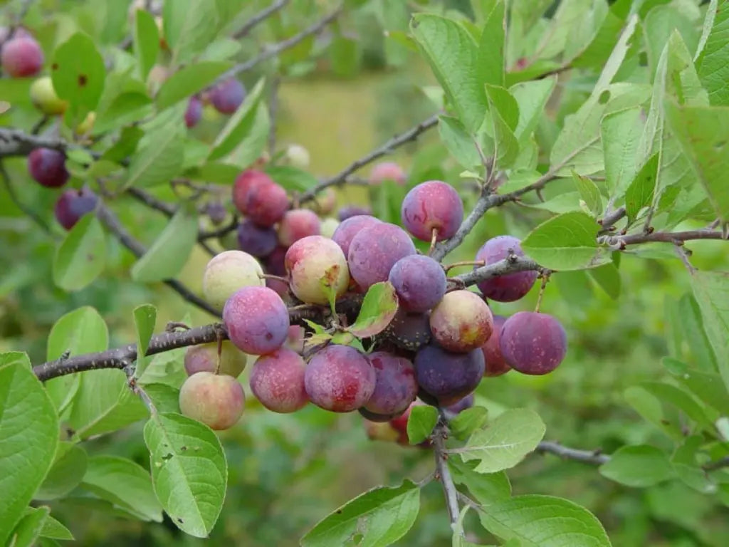 Beach Plum Tree Prunus maritima - 1 ft Live Plant, Deer Resistant, Native Edible Fruit