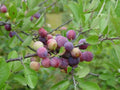 Beach Plum Tree Prunus maritima - 1 ft Live Plant, Deer Resistant, Native Edible Fruit