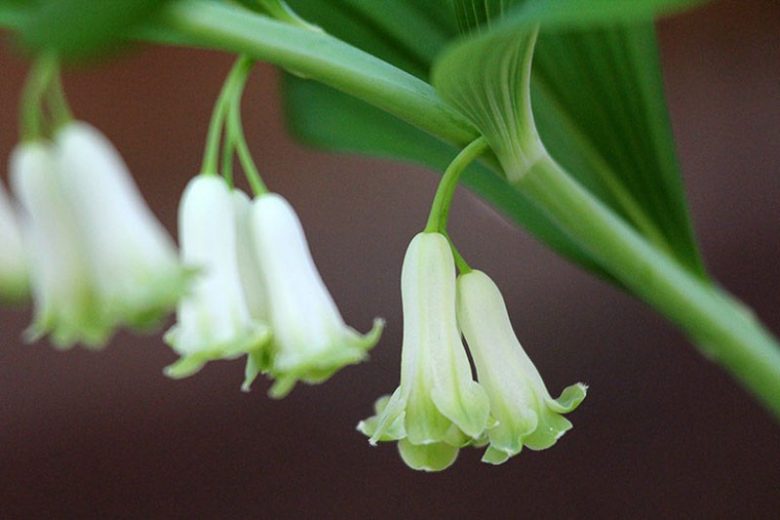 Solomon’s Seal Polygonatum biflorum Bare Root Plants – 5 Pack, Shade Perennial