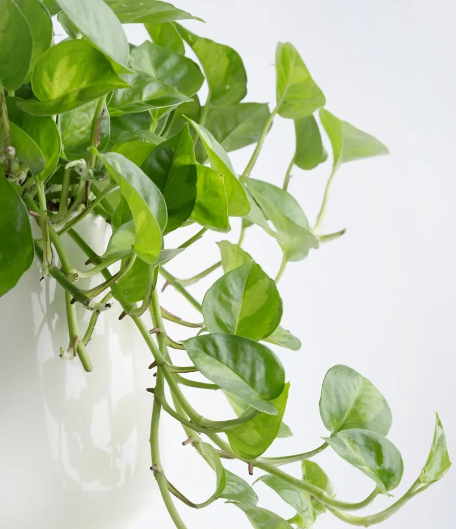 Global Green Pothos Rooted Starter Plant | Epipremnum aureum Variegated in 2" Pot