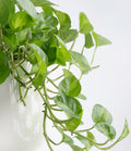 Global Green Pothos Rooted Starter Plant | Epipremnum aureum Variegated in 2" Pot