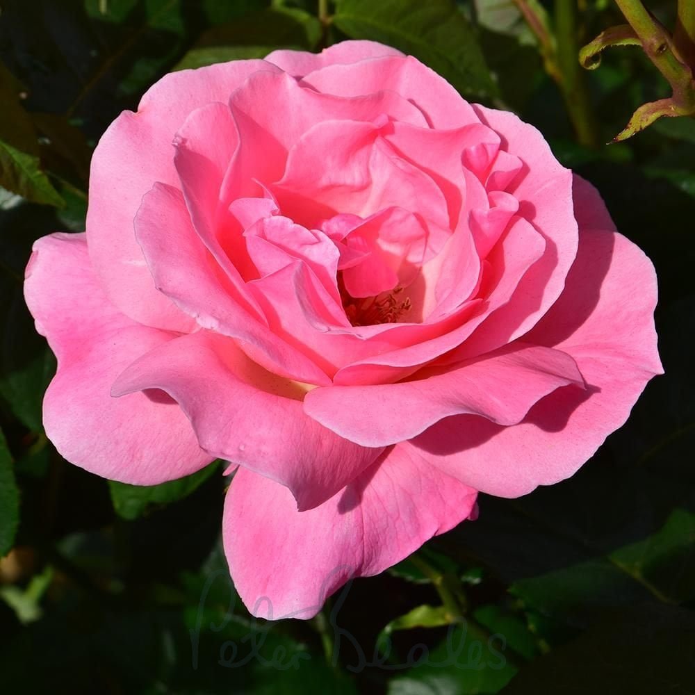 Queen Elizabeth Rose Cuttings (Rosa ‘Queen Elizabeth’) – 3 Unrooted Cuttings for Rooting or Grafting