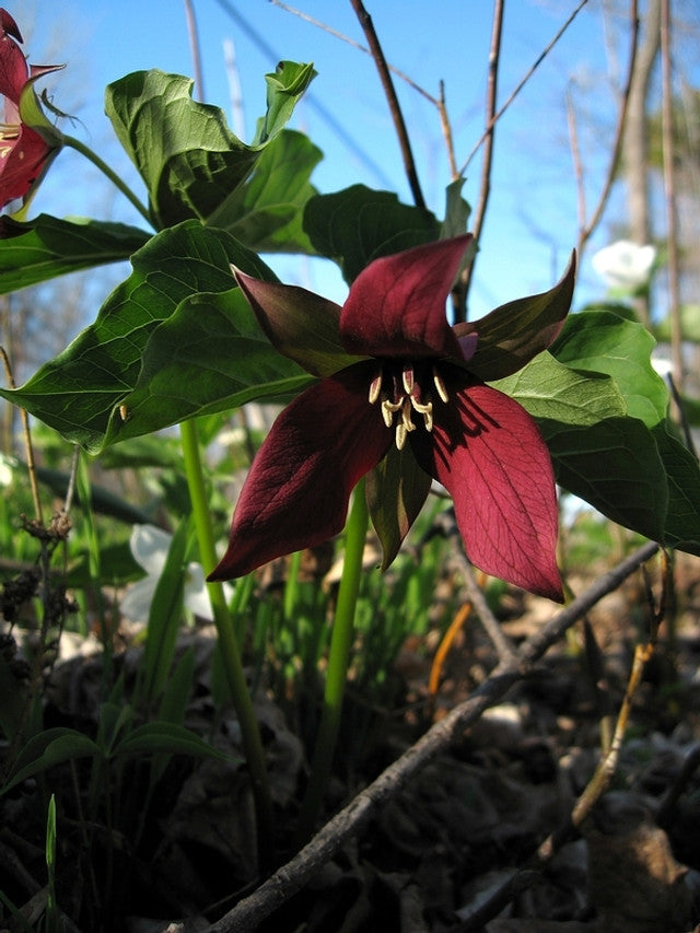 Red Trillium Bulbs (Trillium erectum) Bare Root - 10 Live Plants for Shade Gardens