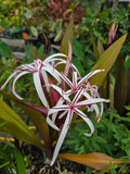 Queen Emma Purple Crinum Lily (Crinum augustum) - 2 Bare-Root Bulbs, 6–8"