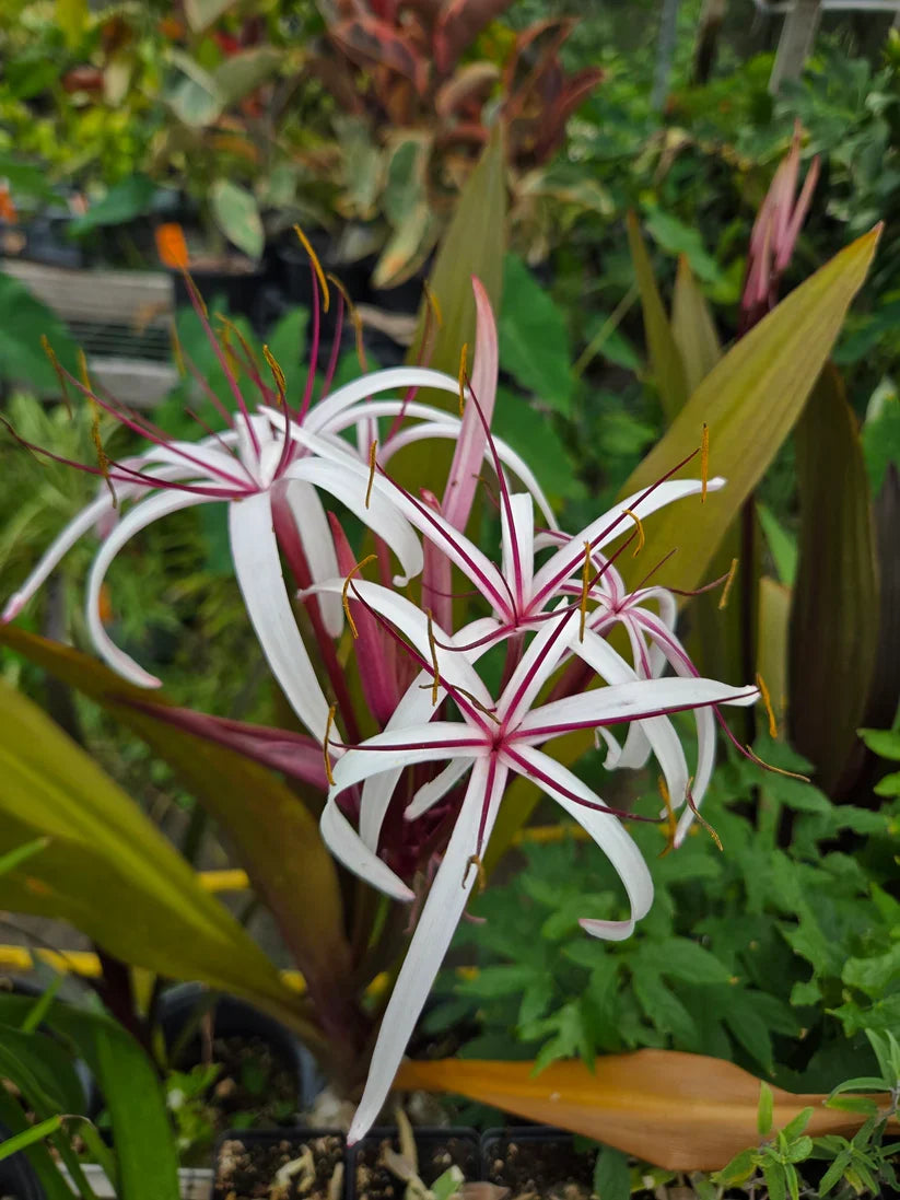 Queen Emma Purple Crinum Lily (Crinum augustum) - 2 Bare-Root Bulbs, 6–8"
