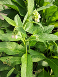 12 Bocking #4 Comfrey Root Cuttings (3") | Non-Spreading, Bare Root
