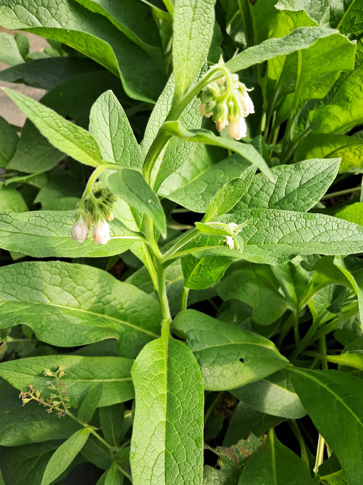 12 Bocking #4 Comfrey Root Cuttings (3") | Non-Spreading, Bare Root