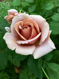 Koko Loko Rose Bare Root Starter Plant | Floribunda, Repeats Bloom, Chocolate to Lavender
