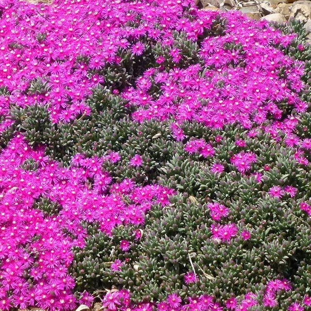 Creeping Ice Plant Cuttings - 5 Unrooted 3-6" Purple-Pink Flowering Ground Cover