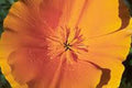 California Poppy Seeds, 100+ Seeds, Bright Orange, Eschscholzia californica, Ideal for Garden or Wildflower Mix