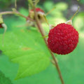 Thimbleberry Raspberry Starter Plant - Thornless, Self-Pollinating, Zones 3-8 - Rubus parviflorus - Organic, Summer Bearing