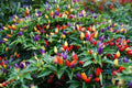 Bolivian Rainbow Hot Pepper Seeds - 25+ Count for Garden Planting - Capsicum baccatum