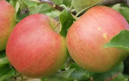 25+ Jonagold Apple Seeds for Planting - Malus domestica - USA Grown - Ideal for Home Garden