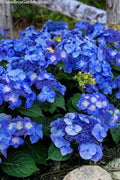 Hydrangea Cuttings 5 Rooted Pop Star Blue Pink Varieties Hydrangea macrophylla