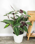 25+ Jungle Velvet Calathea Seeds - Calathea Warscewiczii - Indoor Garden Planting - USA