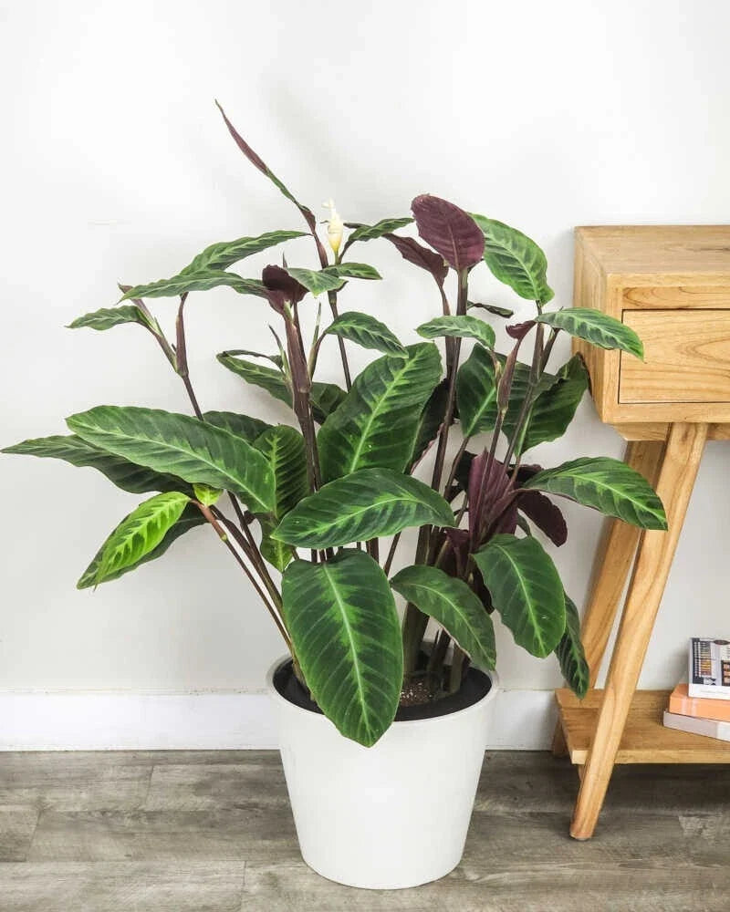 25+ Jungle Velvet Calathea Seeds - Calathea Warscewiczii - Indoor Garden Planting - USA