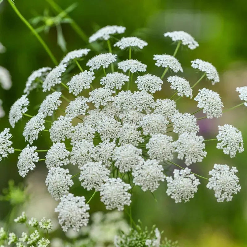 Bishop's Flower Seeds - 300+ Ammi Majus White Annual Seeds - Non-GMO, USA Grown