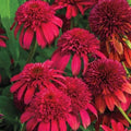 50 Double Cranberry Coneflower Seeds - Echinacea Purpurea Perennial Flower Seeds for Garden Planting