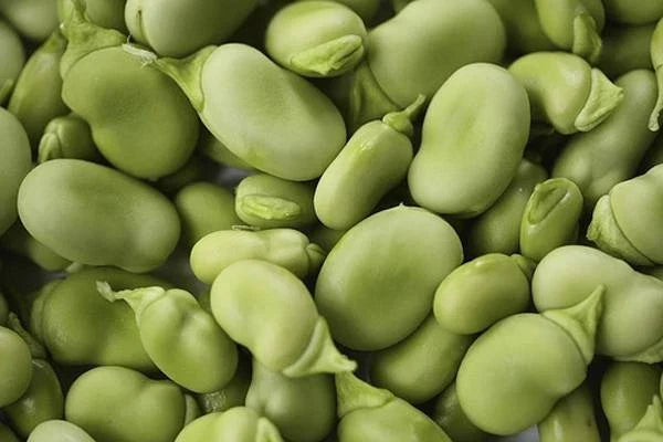 Heirloom Bean Mix Garden Seed Collection, 6 Top Varieties, Organic Seeds for Home Gardening, Phaseolus vulgaris