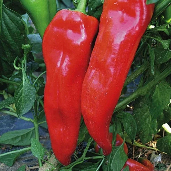 Pepper Seeds 30+ Corno Di Toro Rosso Bulls Horn Italian Sweet Red Capsicum annuum - Free Shipping