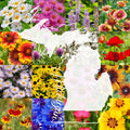Wildflower Seed Mix 1 lb Michigan Blend for Planting, Covers 2,000 sq ft (Native Wildflowers)