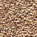 Brown Lentil Seeds - 100+ Count - Morton Daal Indian Dal Bean - Ideal for 2025 Planting