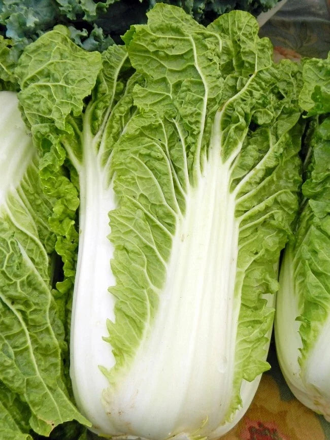 Michihili Chinese Cabbage Seeds - 200 Heirloom Seeds - Pak Choi Bok Choy - Healthy Greens for Home Gardening