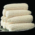 Premium Silver Queen Corn Seeds - Fresh High Yield Variety, Super Sweet - Zea mays 'Silver Queen'