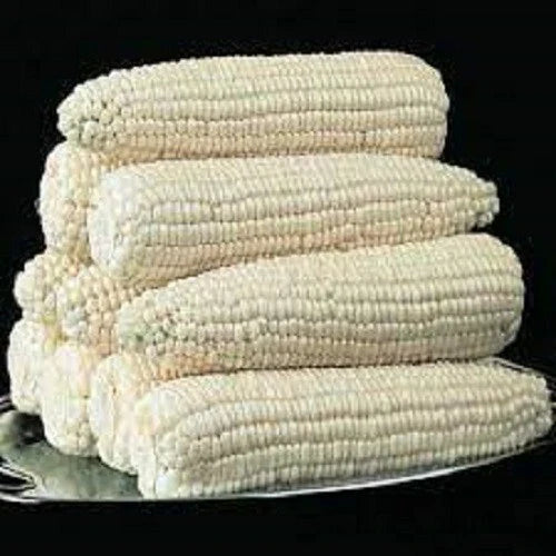Premium Silver Queen Corn Seeds - Fresh High Yield Variety, Super Sweet - Zea mays 'Silver Queen'